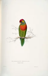 Psitteuteles Versicolor